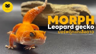 [EP4] วิธีดูมอร์พตุ๊กแกเสือดาว | Leopard gecko morph guide