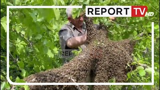 Hasim Cengu 42 vite që merret me bletari , tashme nuk i bën pështypje ti sherbejë bletës