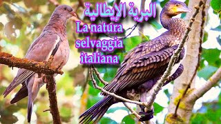 البرية الإيطالية||لقطات ساحرة لطيور والحيونات L'incantevole natura selvaggia italiana