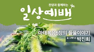 [일상예배] 박진희 - 마태복음6장의 들풀이야기