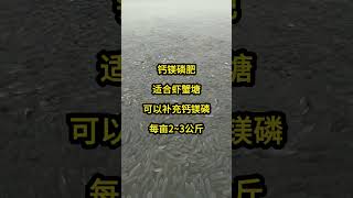 101 秋冬季肥水，不同磷肥的用量#四大家鱼养殖 #水产养殖 #高密度养殖