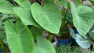 How To Grow Taro from Cutting |  Growing Taro Root Plant | How To Propagate Taro Root