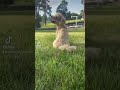 toypoodle dog ukraine beautiful