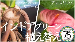 【観葉植物】癒しの植物☆アンスリウムとセロームを植え替える！