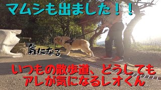 いつもの散歩道　どうしてもアレが気になるゴールデンのれおくん　マムシも出ました！