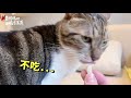 【黃阿瑪的後宮生活】紙箱迷宮大挑戰！貓會玩嗎？