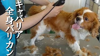 【トリミング】５倍速でわかる！キャバリアのトリミング【１６１時間目】　|　(5Xspeed)Trimming for Cavalier King Charles Spaniel