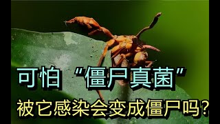 巴西热带雨林，发现可怕“僵尸真菌”，如果被它感染会变成僵尸吗?