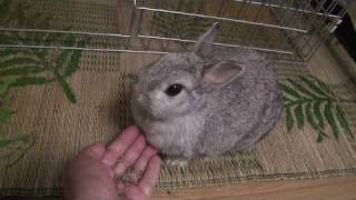 ペレットを手渡しで食べるうさぎ[HD][Rabbit eating pellets.2]