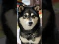 お座りしたまま丈夫にキャッチできるかな？無表情過ぎる柴犬 shorts しばいぬ 癒し動画 たまよ shibainu dog