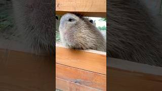 The cute sound of a capybara