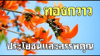 ทองกวาว ประโยชน์และสรรพคุณ