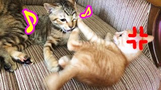 【子猫】プロレス技炸裂！！遊んでほしい子猫と嫌がる子猫　日本の猫にゃん[Japanese Cute Nyan Cat]猫の感動猫動画