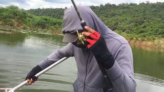 งัดชะโด ลำแชะ Giant Snakehead In Lam chae Dam Thailand