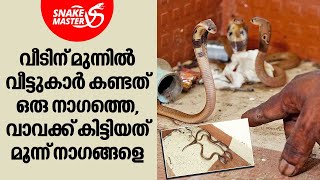 വീടിന് മുന്നിൽ മൂന്ന് നാഗങ്ങൾ | Vava Suresh | Snakemaster EP 988