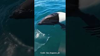 PANDA Dolphin Stuns Tourists with PLAYFUL Display #shorts #shortvideo