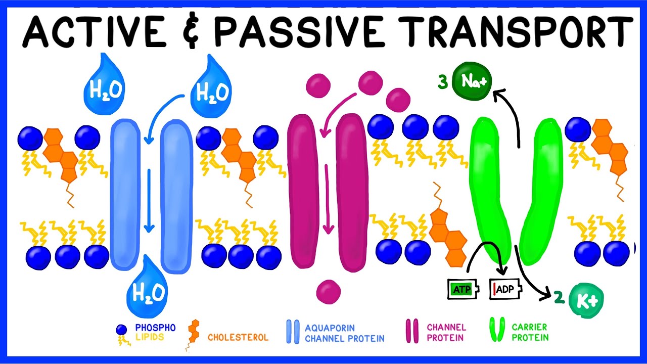 Active Vs. Passive Transport: Compare And Contrast - YouTube