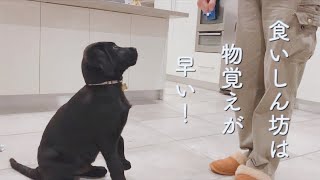 新技「下がれ」を習得したラブラドール子犬