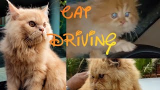 ഇതാണ് വൈറലായ ആ ഡ്രൈവിങ് ചെയ്യുന്ന പൂച്ച🐈| Cat Driving | This Is The Viral Cat #shorts#funnycat#pets