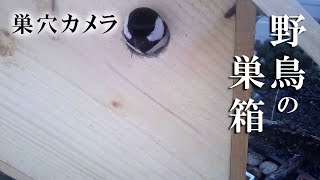 孵化11日目 10雛→9雛 シジュウカラの巣箱 巣穴カメラ 野鳥 2023/05/21 Bird Nest Box Live Camera