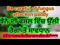 ਕਿਸਾਨ ਵੀਰ ਝੋਨੇ ਦੀ ਫਸਲ ਵਿੱਚ ਉੱਲੀ ਰੋਗਾਂ ਦੇ ਹਮਲੇ ਤੋਂ ਸਾਵਧਾਨ careful of fungal diseases attack in paddy