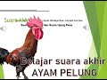 Mengenal suara Akhir Ayam Pelung