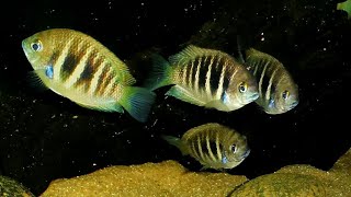 Finding the most elusive Indian cichlid - Etroplus canarensis