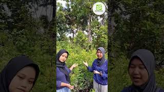 bibit sawo manila unggul dengan buah banyak kandungan gizinya