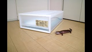 アオジタトカゲが結構大きくなったので、飼育環境をアップデート！Updating my blue tongue skink enclosure