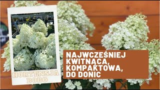 Hortensja Bukietowa BOBO- najwcześniej kwitnąca, kompaktowa, do donicy na taras i balkon.