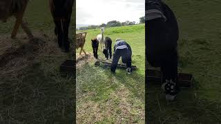 Alpaca Spits in Lad's Face