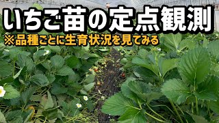 「いちご栽培 いちご農家」いちご苗の定点観測 品種ごとの苗を見てみる！