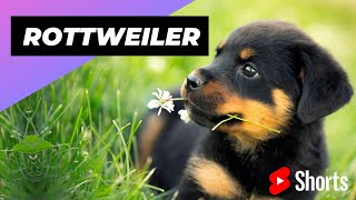 Rottweiler 🐶 One Of The Most Intelligent Dog Breeds In The World #shorts #rottweiler #dog