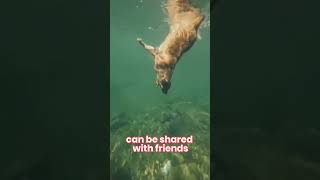 Today we will jump and dive!! #dogdiving #happyshorts #funnyshorts #funnyanimals