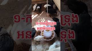 អំពី​ការចិញ្ចឹម មាន់​ឲ្យឆាប់ធំតាំងពីពេលញាស់​រហូតដល់អាយុ២ខែ​ #កសិកម្មសួនសារីកាហ្វាមបន្ទាយមានជ័យ