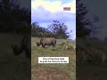 Lion's Attempt To Tease Rhino Goes Wrong | Viral Video |  #shorts