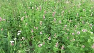 Meeting Nettle Leaf HorseMint in the wild!