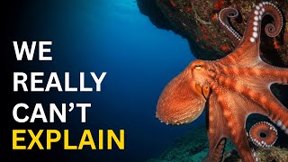 Nothing About The Octopus Is Normal... Here's Why