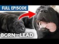 Journey Through The Life of A Guide Dog | Born To Lead Final Episode | Bondi Vet