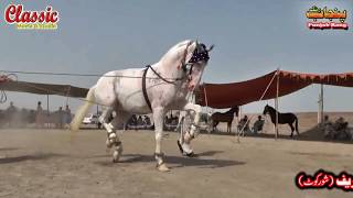 22/Best Horse Dance Punjab Meerik Sial Jhang 2018/ Bani Syed Qalandar Sultan