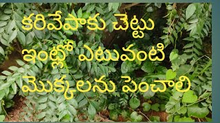 కరివేపాకు చెట్టు/ ఇంట్లో ఎటువంటి మొక్కలను పెంచాలి.curry leaves .Health benifits.