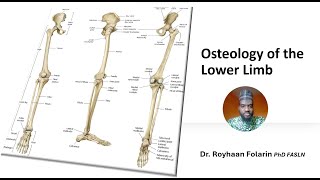 Osteology (Bones) of the Lower Limb