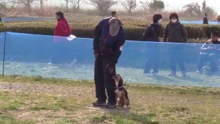 2016 神奈川訓練士会競技会　ベラ