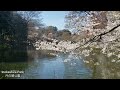 sakura viewing in inokashira park p1井の頭公園で3年振りのお花見🌸🌸🌸