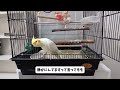 【オカメインコ】騒音苦情の電話かかってきました