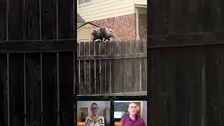 Opossum Mom On Fence Balancing Babies On Back