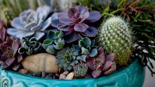 How to Plant a Beautiful Succulent Arrangement