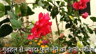 गुड़हल से ज्यादा फूल लेने का अमेरिकन तरीका// how to get more followers on hibiscus