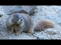 animas bigfoot terrifies two women near abandoned mining town