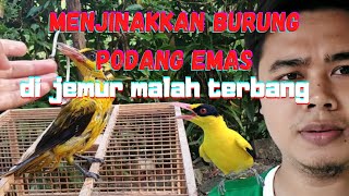 Menjinakkan Burung Kepodang Emas || florafauna